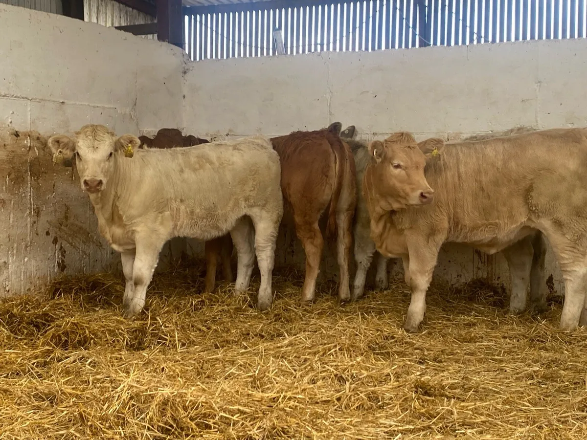 4 Super Charolais Heifer Weanlings - Image 1