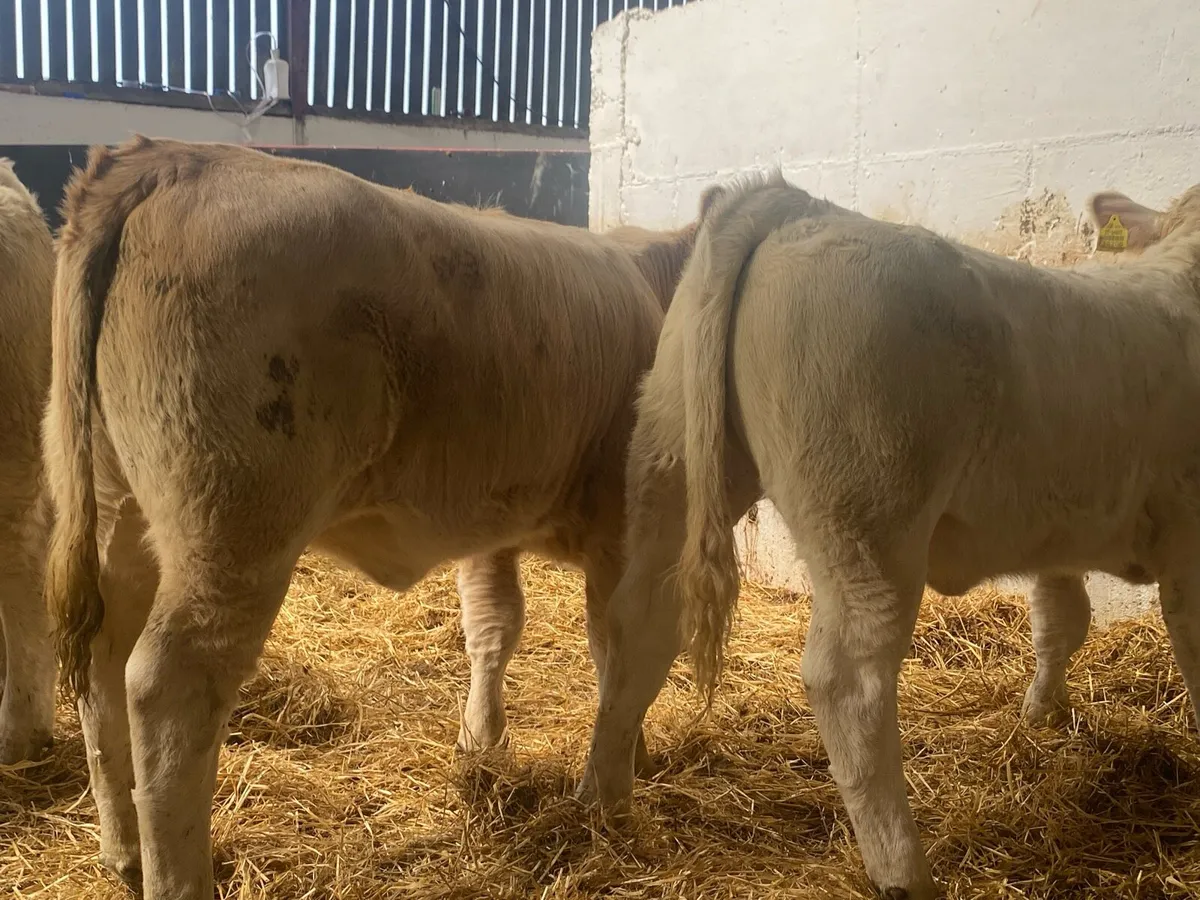 4 Super Charolais Heifer Weanlings - Image 2
