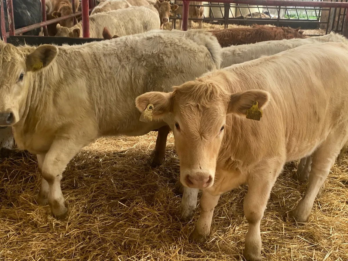 4 Super Charolais Heifer Weanlings - Image 3