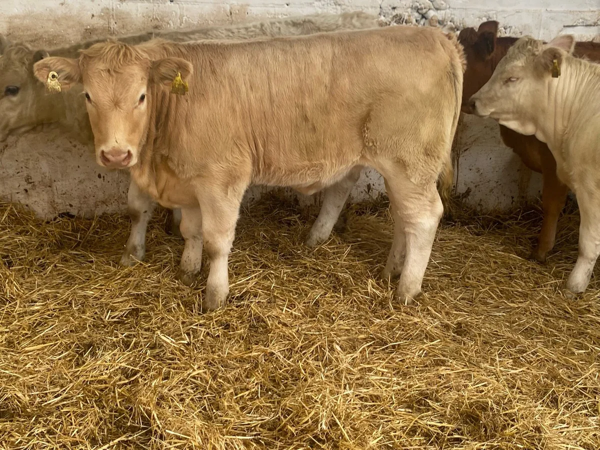 4 Super Charolais Heifer Weanlings - Image 4