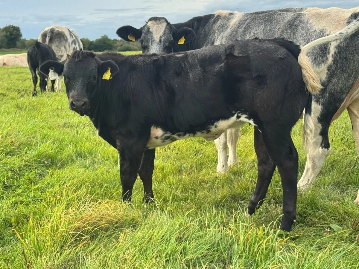 Super Show Quality Breeding Heifers***** - Image 1