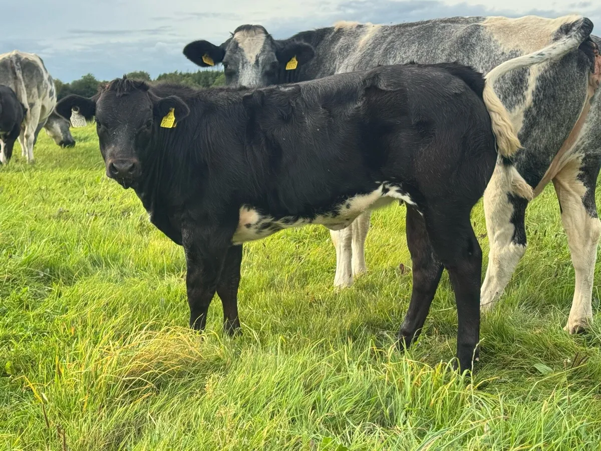 Super Show Quality Breeding Heifers***** - Image 2