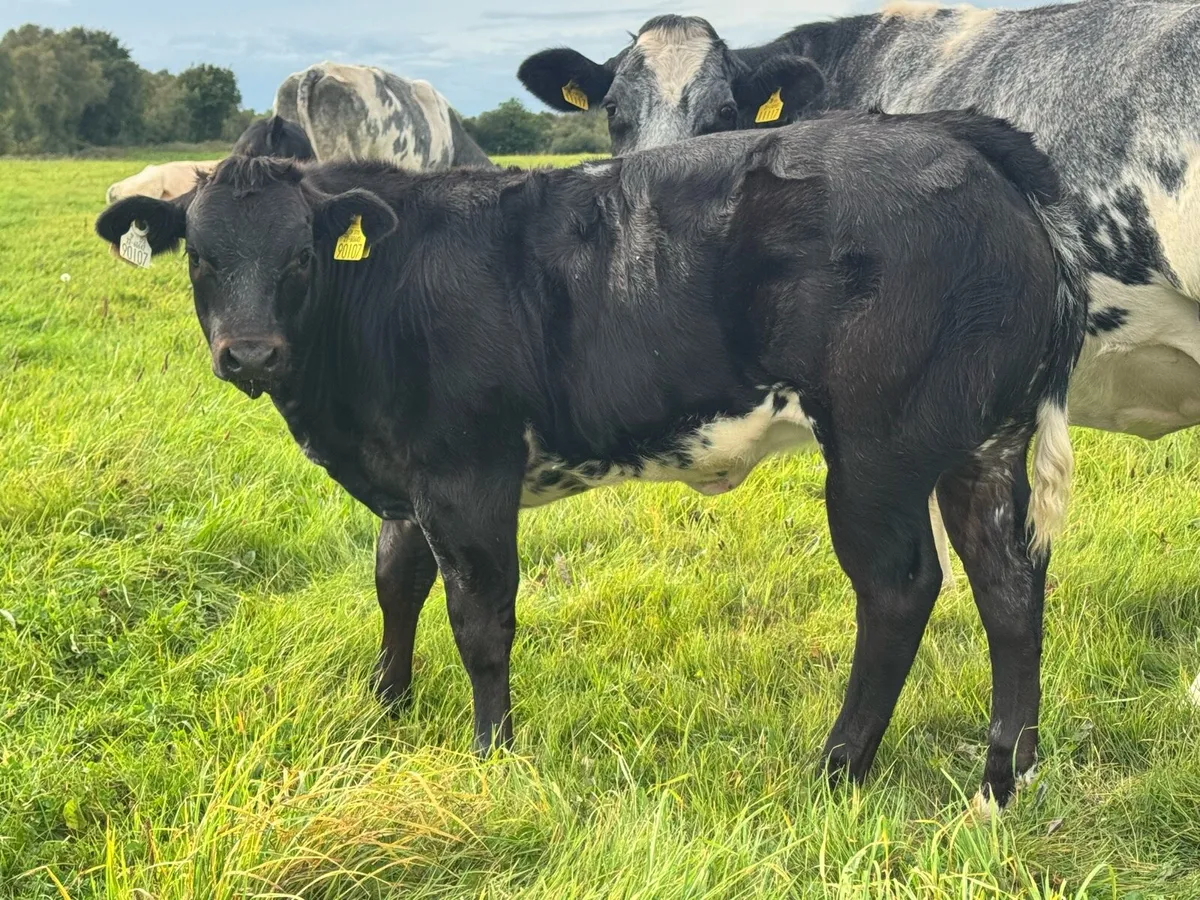 Super Show Quality Breeding Heifers***** - Image 3