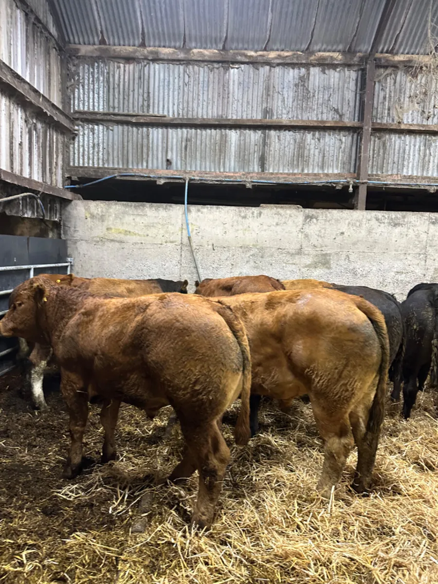 Lim and Simmental store bullocks - Image 4
