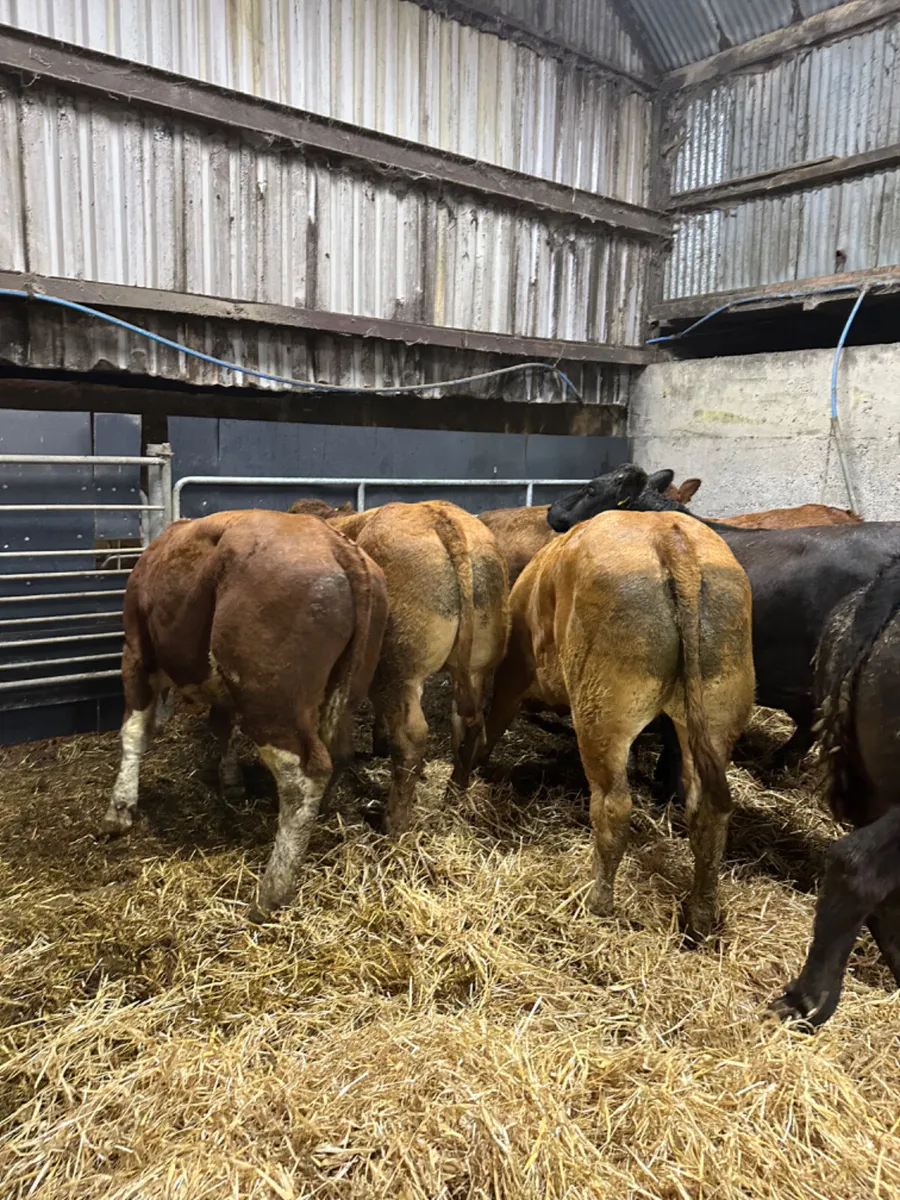 Lim and Simmental store bullocks - Image 2