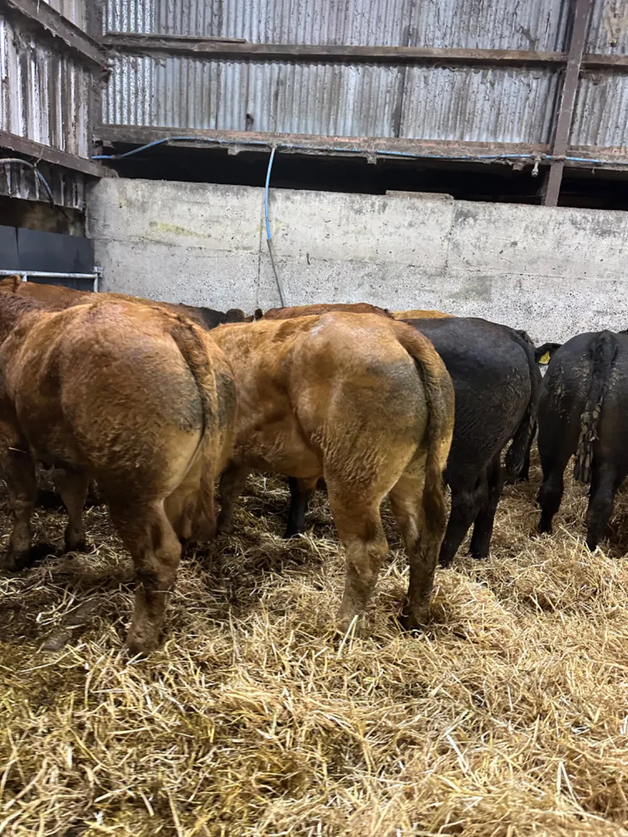 Lim and Simmental store bullocks - Image 3