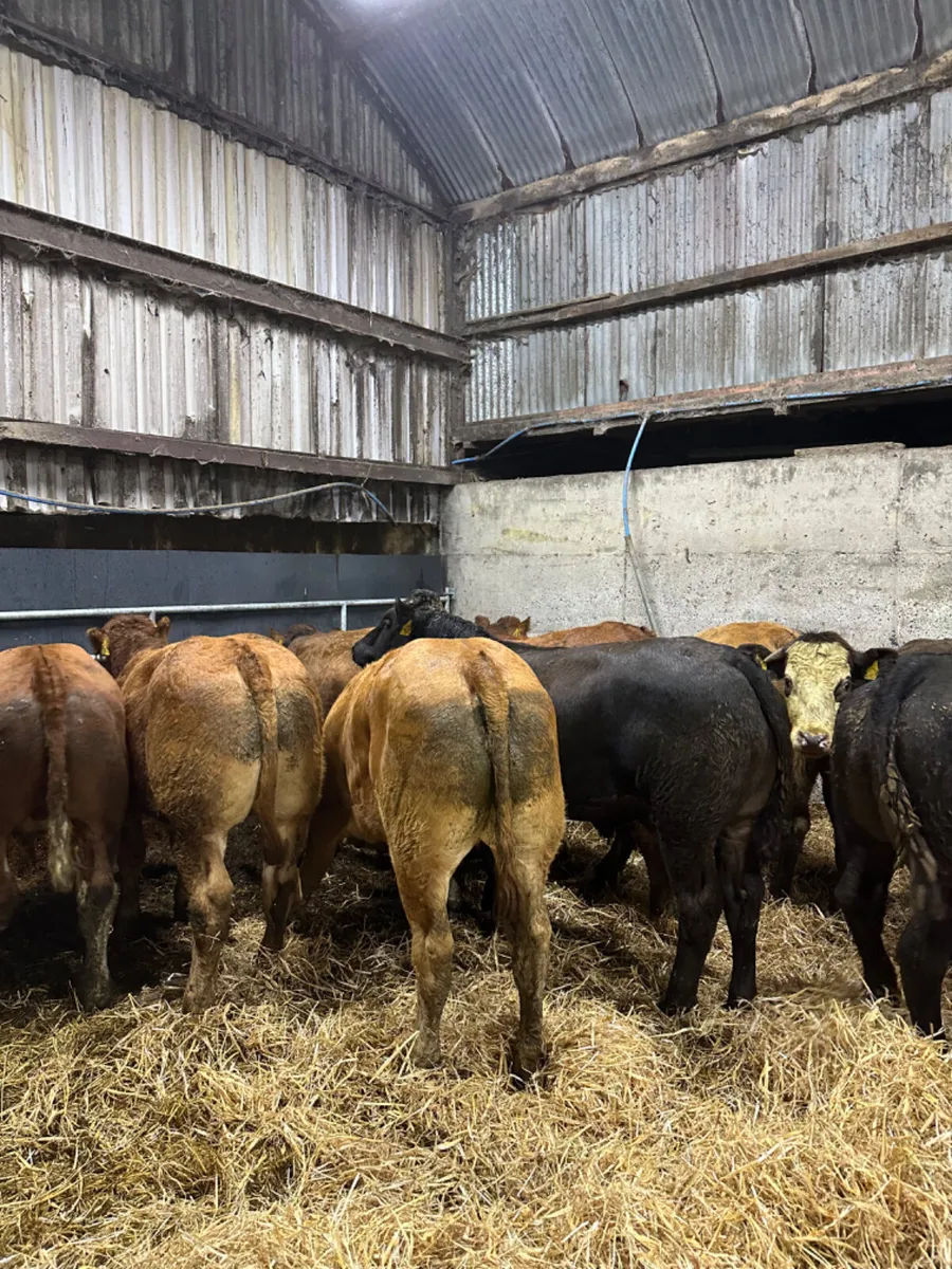 Lim and Simmental store bullocks - Image 1