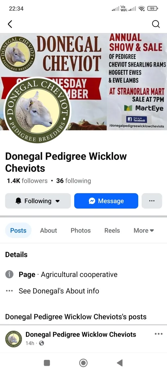 Donegal Pedigree Cheviot Sale - Image 2