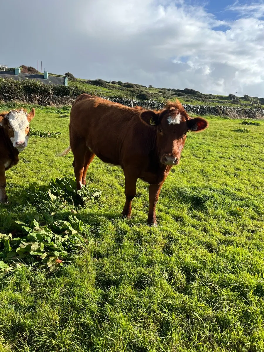 Shorthorn X Heifer . - Image 1