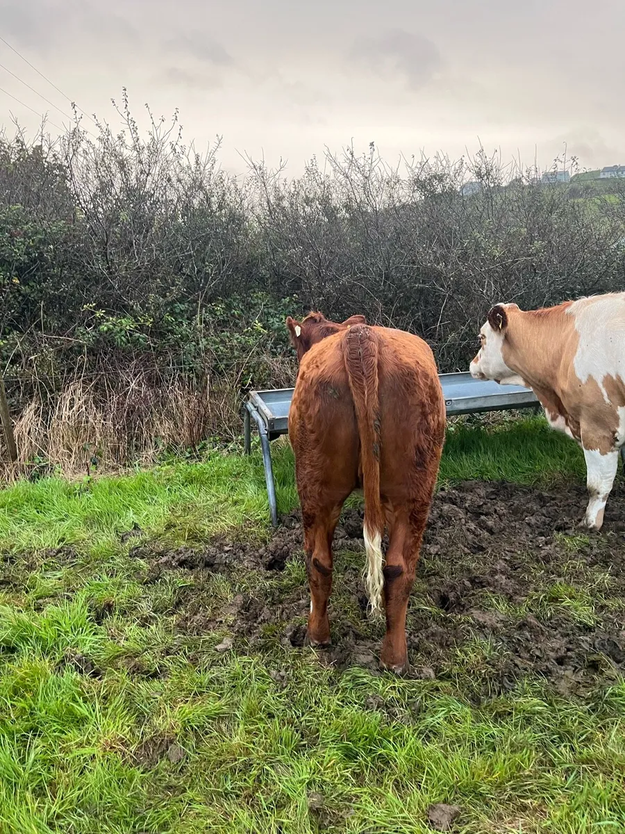 Shorthorn X Heifer . - Image 2