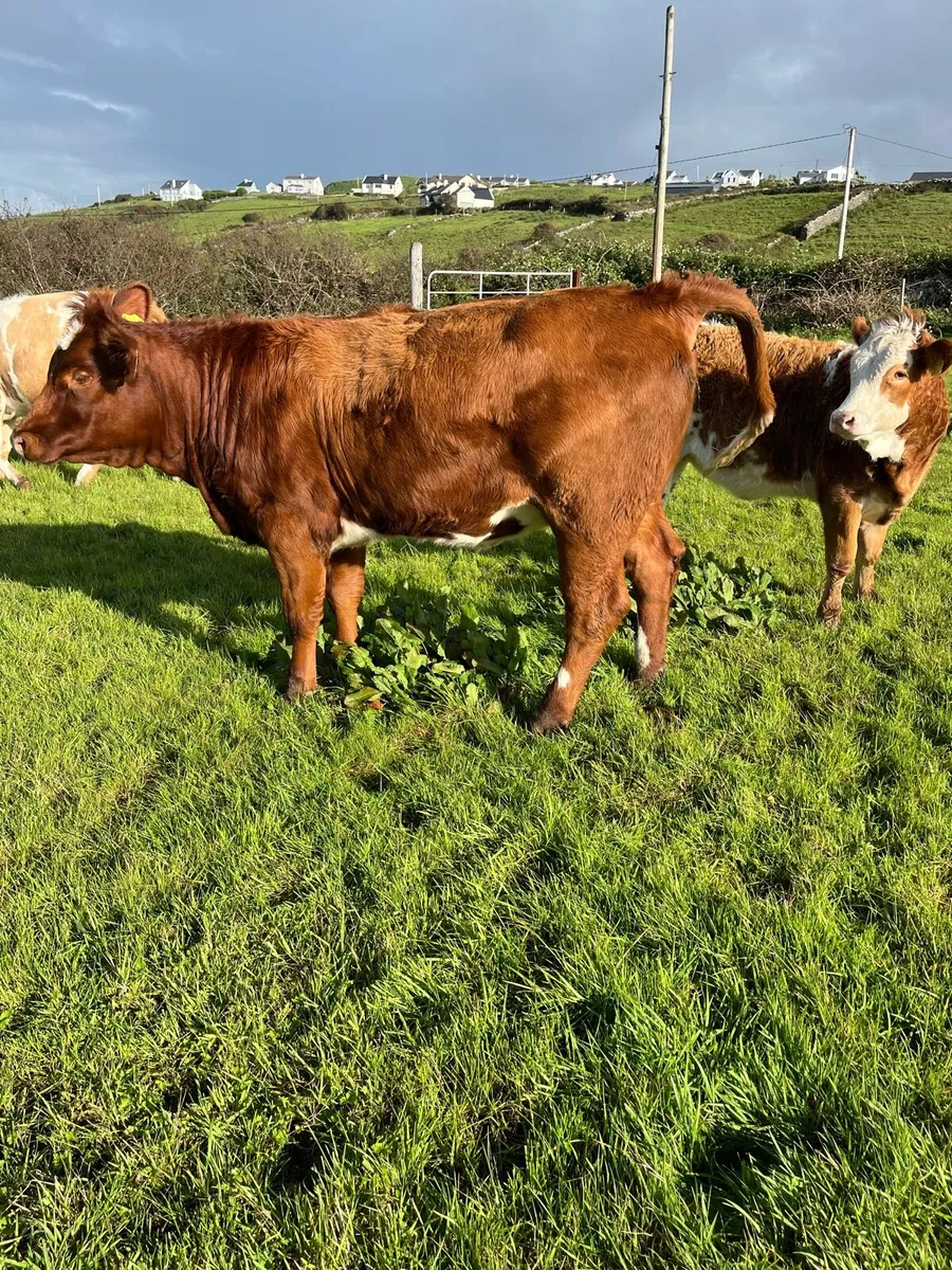 Shorthorn X Heifer . - Image 3