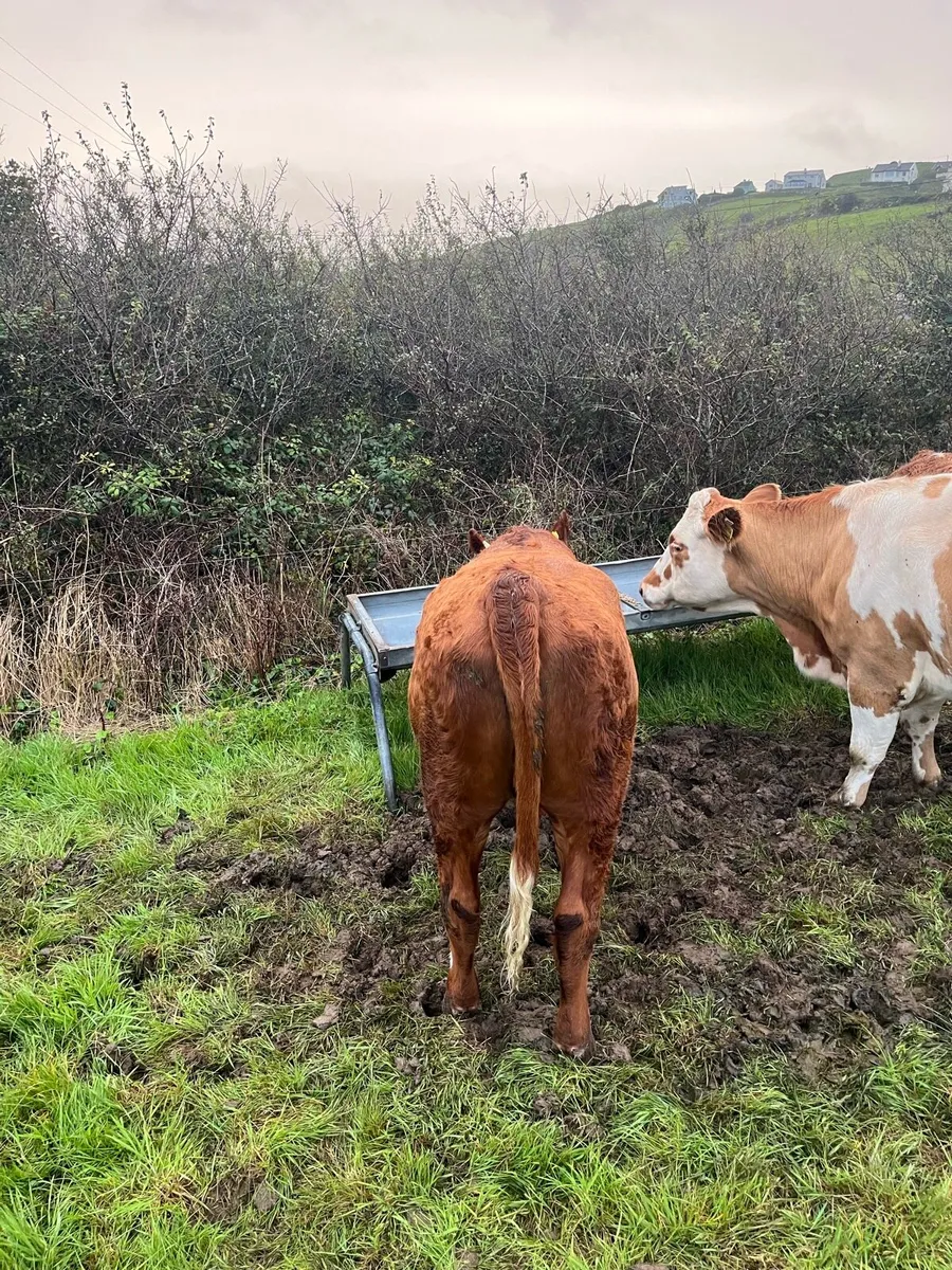 Shorthorn X Heifer . - Image 4
