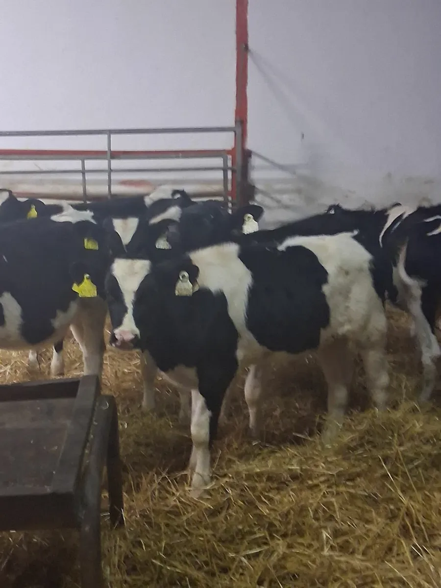 Fr bull runners for sale - Image 1