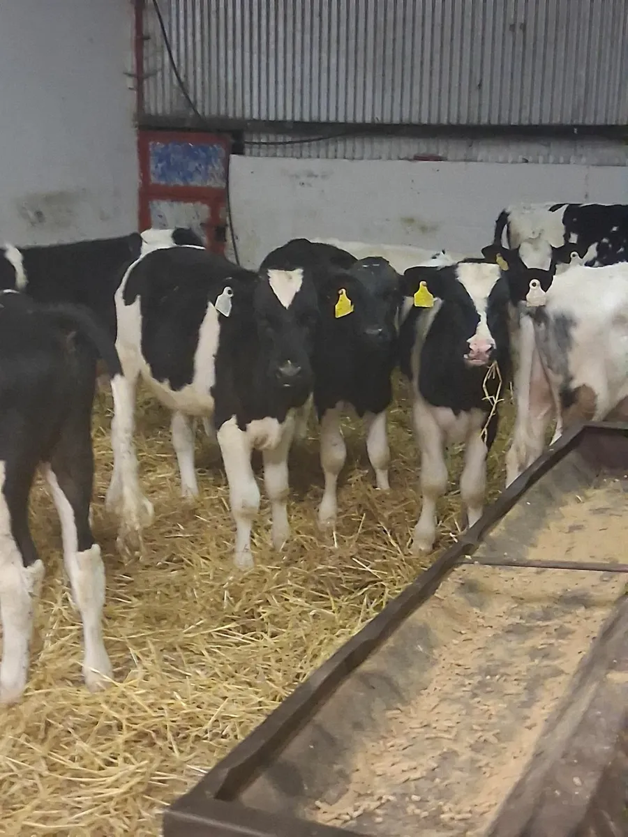 Fr bull runners for sale - Image 2