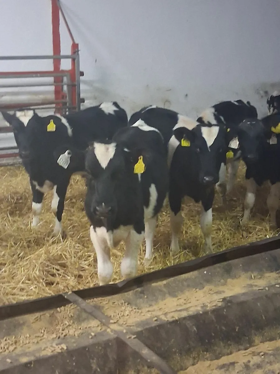 Fr bull runners for sale - Image 4