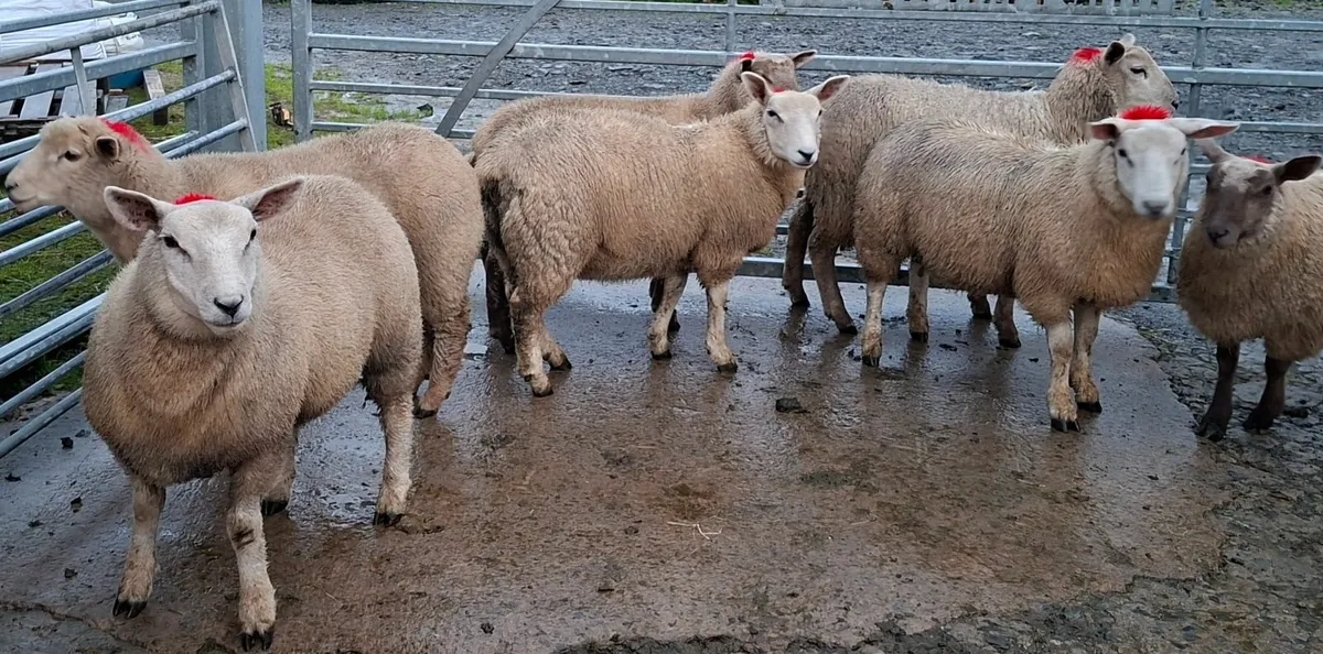 STRONG EWE LAMBS - Image 2