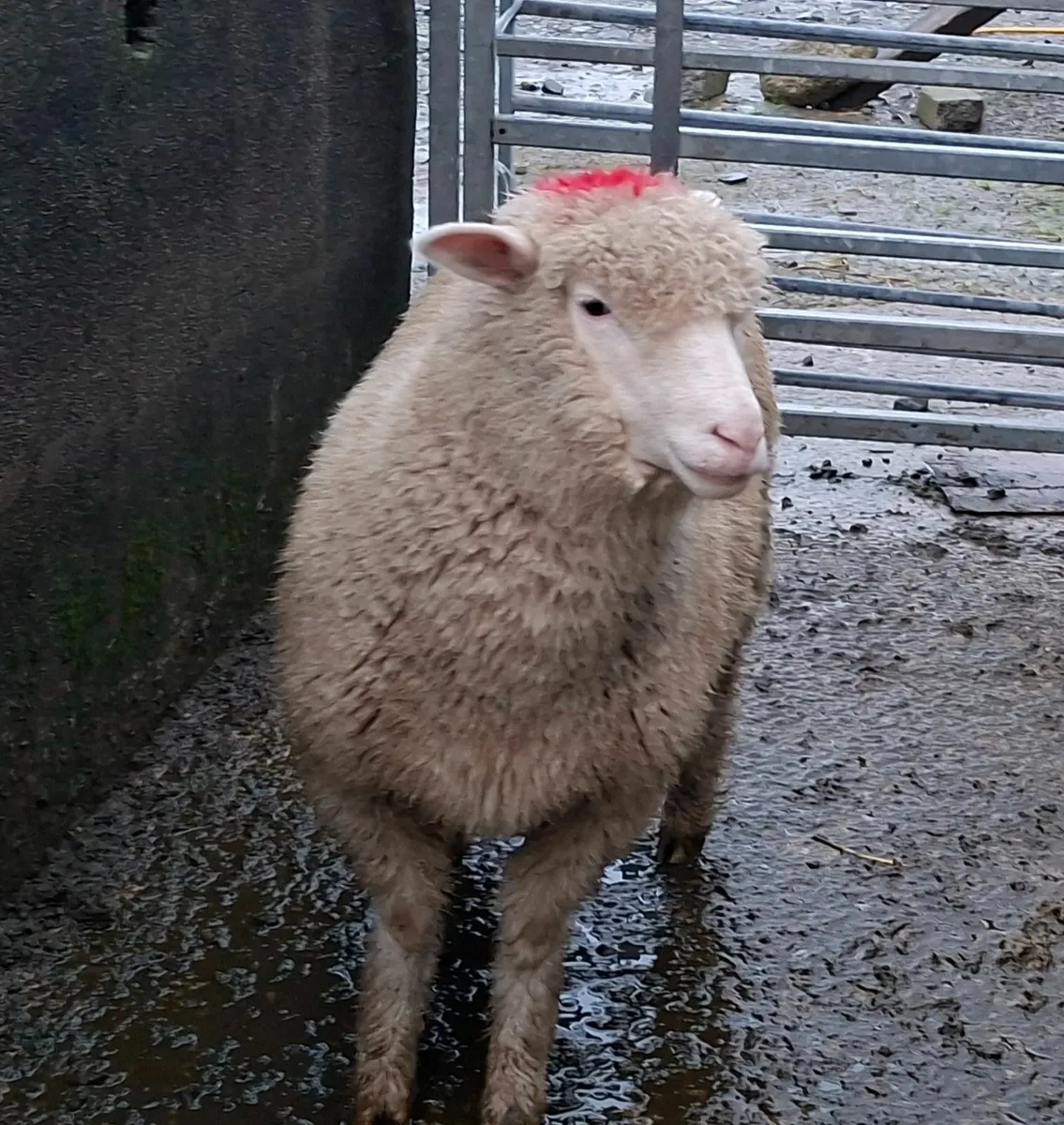 STRONG EWE LAMBS - Image 4