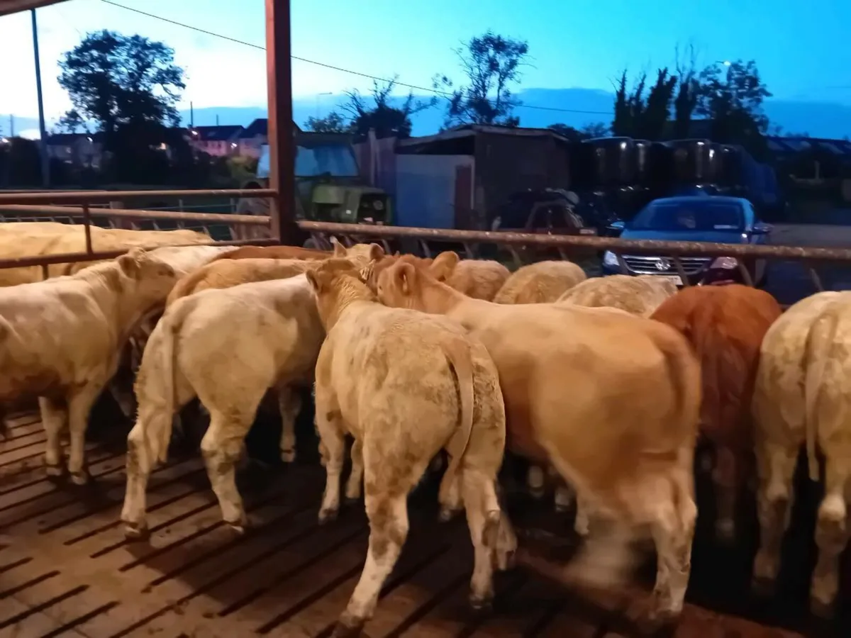 14 Smashing U grade bull Weanlings - Image 2