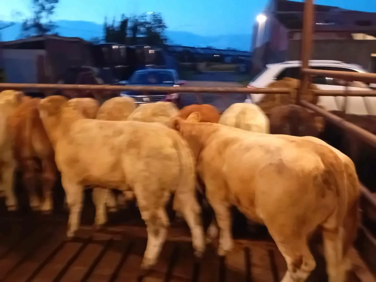 14 Smashing U grade bull Weanlings - Image 3