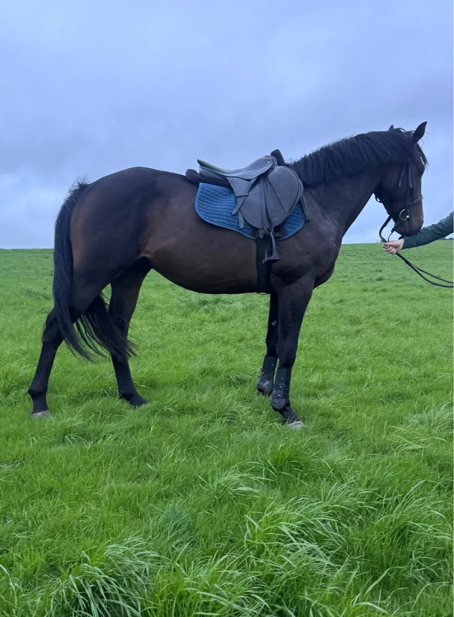 15.3 5 yo ISH (TIH) Gelding - Image 1