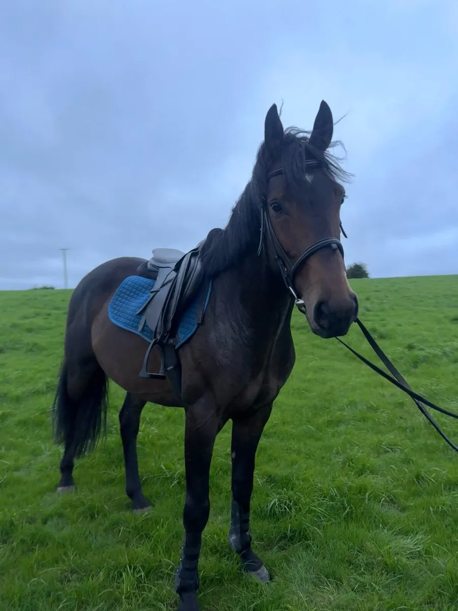 15.3 5 yo ISH (TIH) Gelding - Image 2