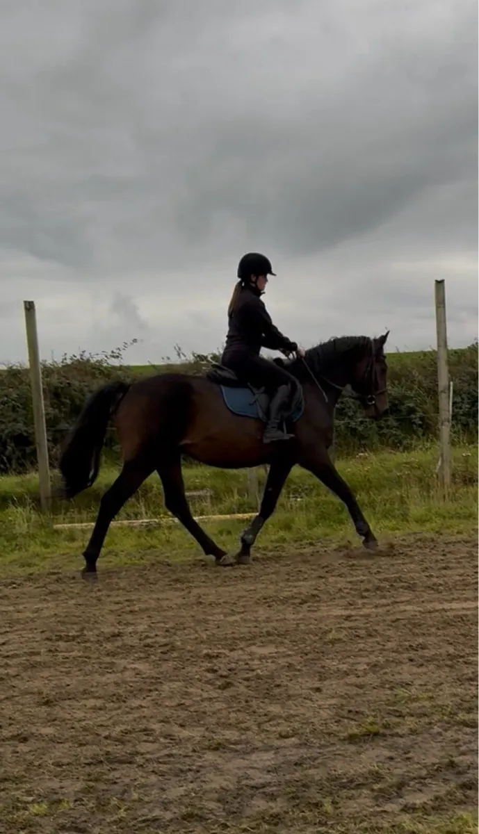 15.3 5 yo ISH (TIH) Gelding - Image 3