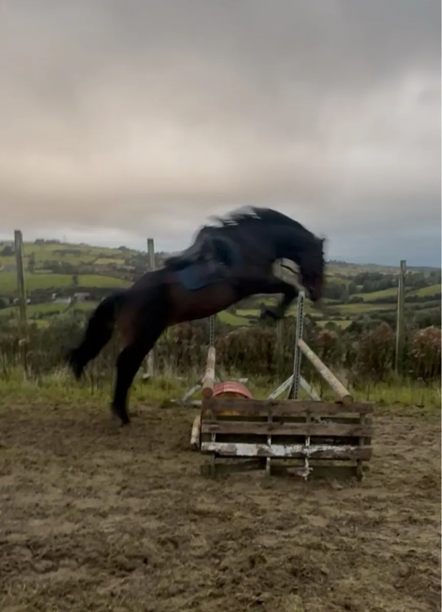 15.3 5 yo ISH (TIH) Gelding - Image 4