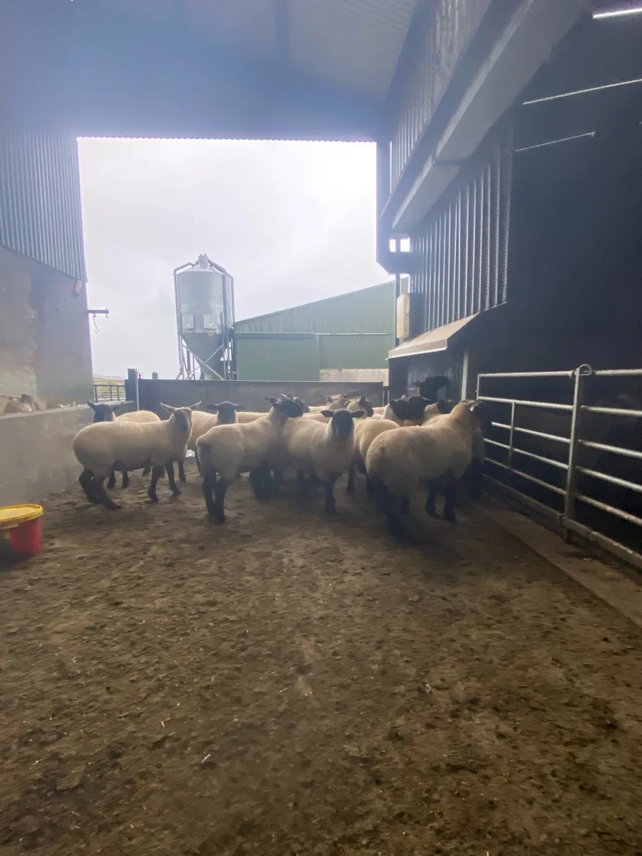 Hogget Ewes - Image 1