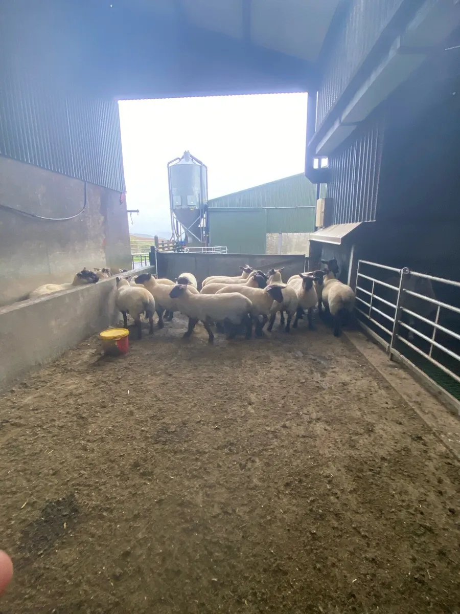 Hogget Ewes - Image 2