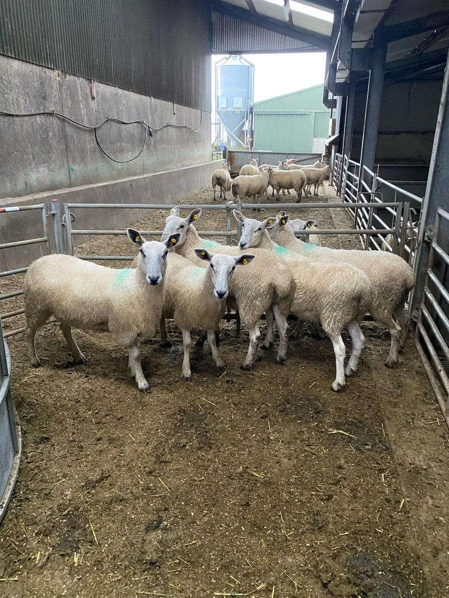 Hogget Ewes - Image 3