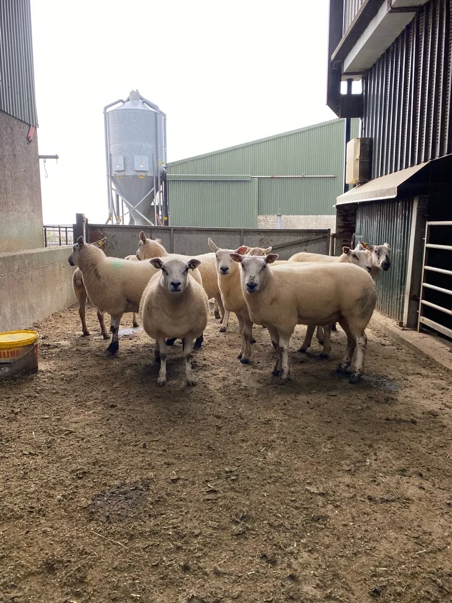 Hogget Ewes - Image 4