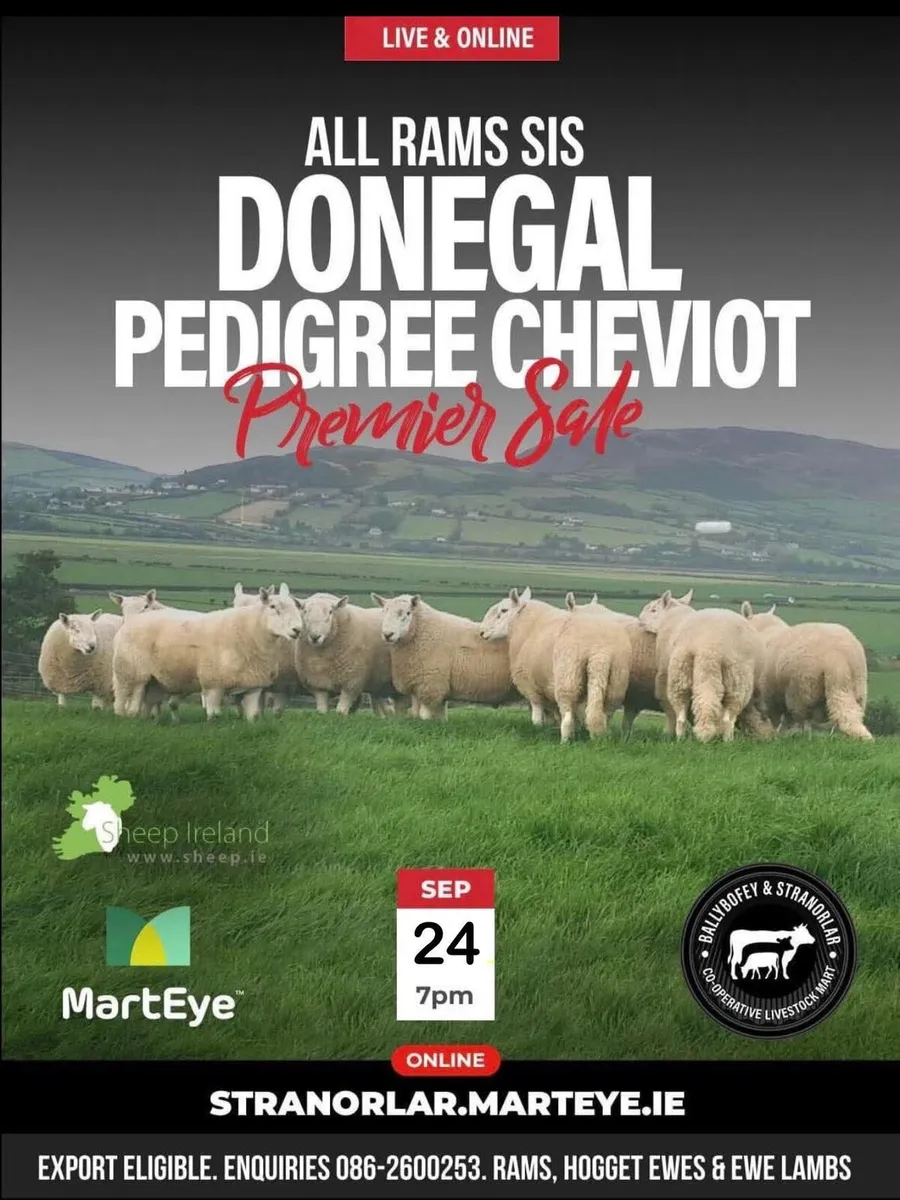 Donegal Pedigree Cheviot Sale - Image 1