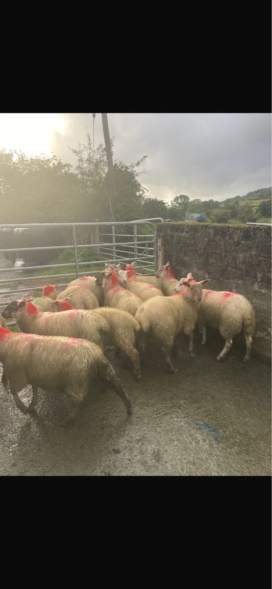 🚨Organic ewe lambs for Dowra Friday🚨 - Image 3