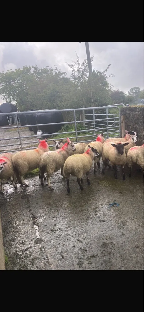 🚨Organic ewe lambs for Dowra Friday🚨 - Image 4