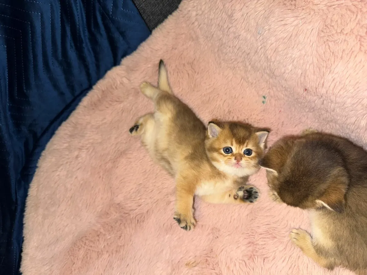 TICA Purebred  British Shorthair Golden Kittens - Image 3