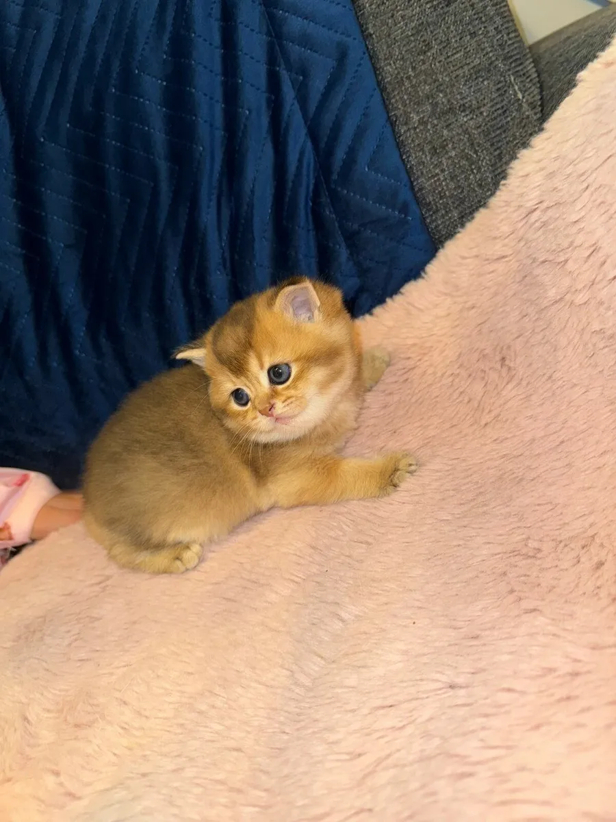 TICA Purebred  British Shorthair Golden Kittens - Image 4