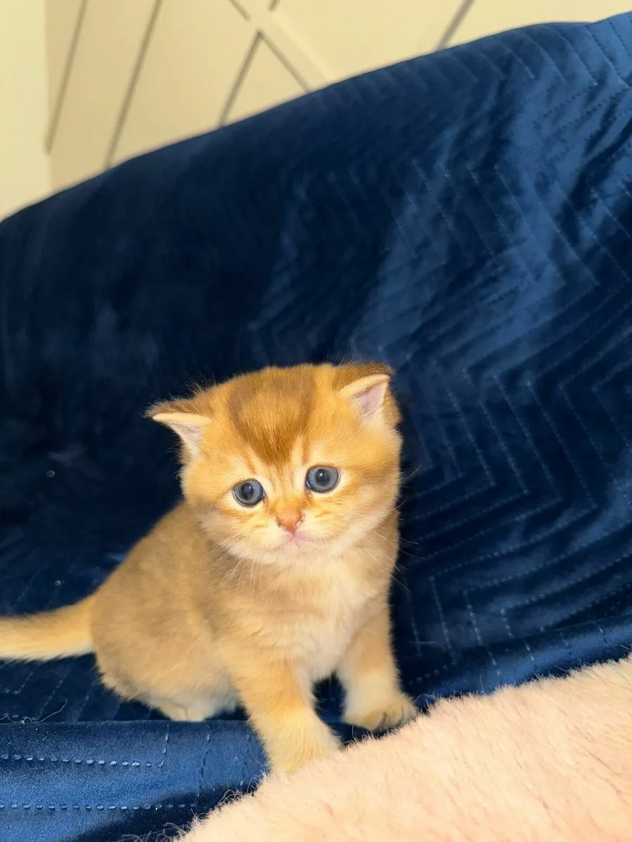 TICA Purebred  British Shorthair Golden Kittens - Image 2