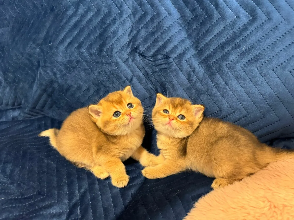 TICA Purebred  British Shorthair Golden Kittens - Image 1