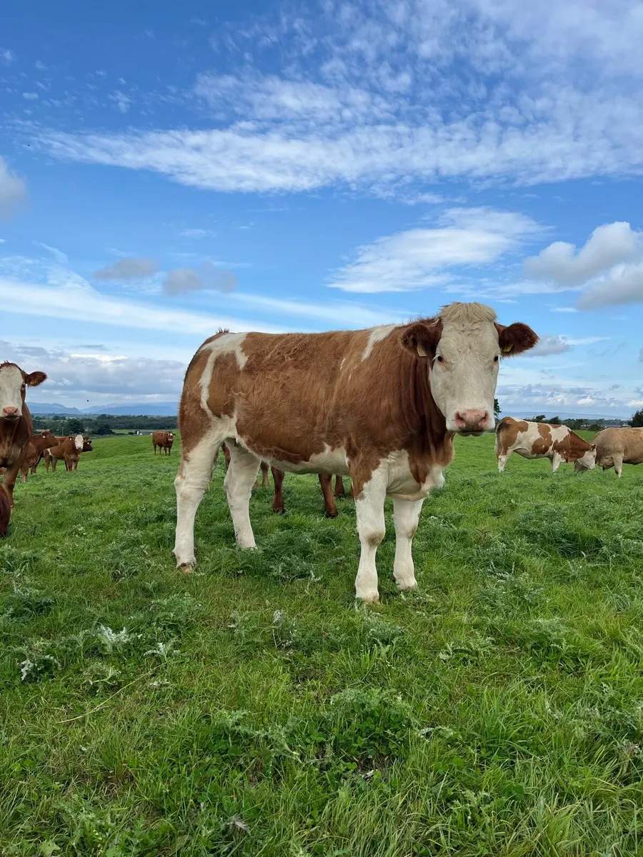 Springer Sale Headford Mart 11th & 18th October