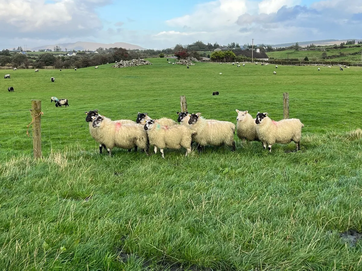 Hilltex and Cheviot X ewe lambs - Image 3