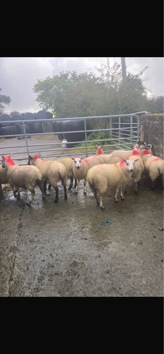 🚨Organic ewe lambs for Dowra Friday🚨 - Image 1