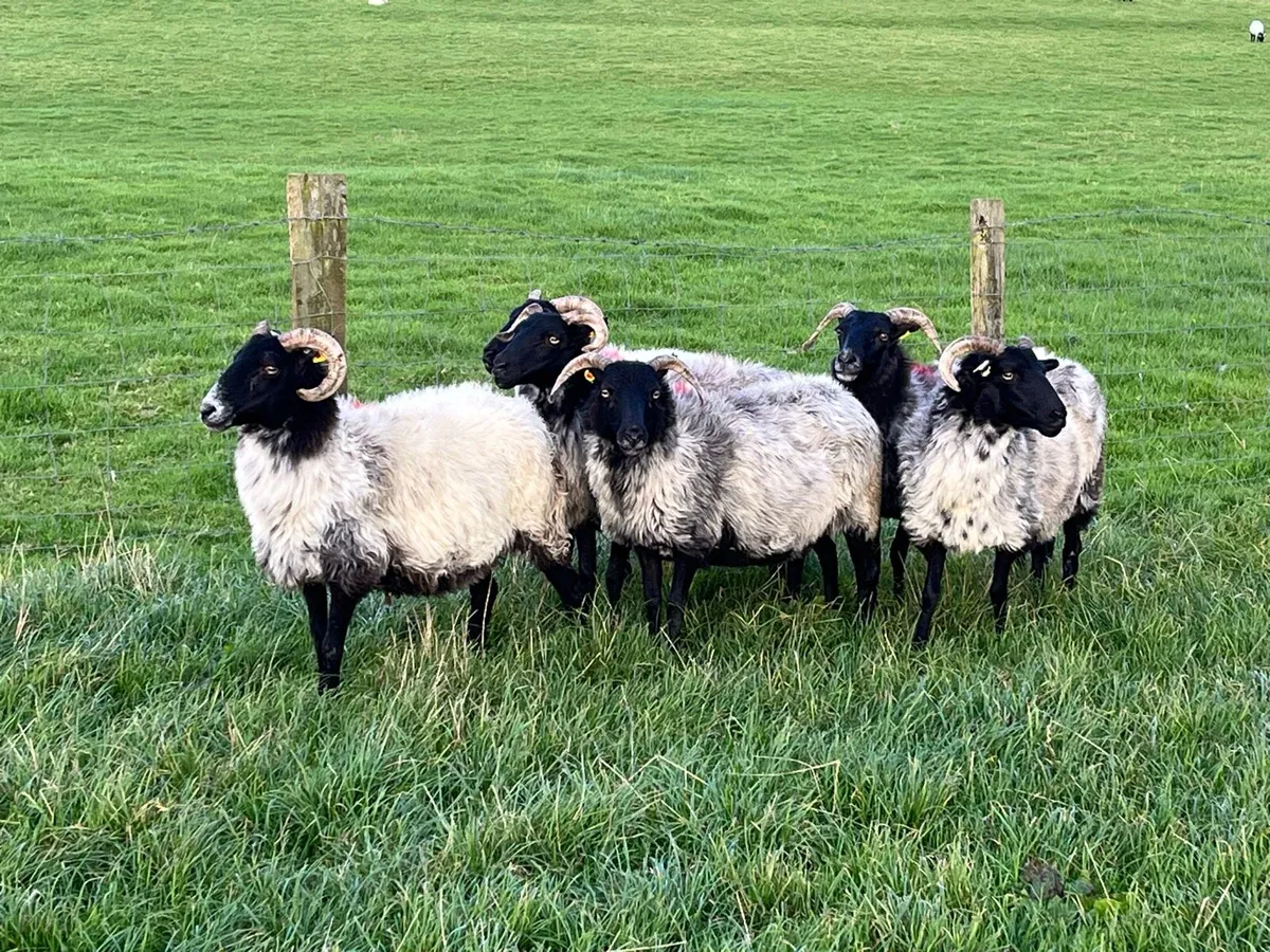 Mayo Blackface breeding ewes - Image 1
