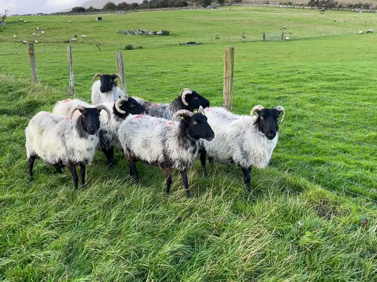 Mayo Blackface breeding ewes - Image 2