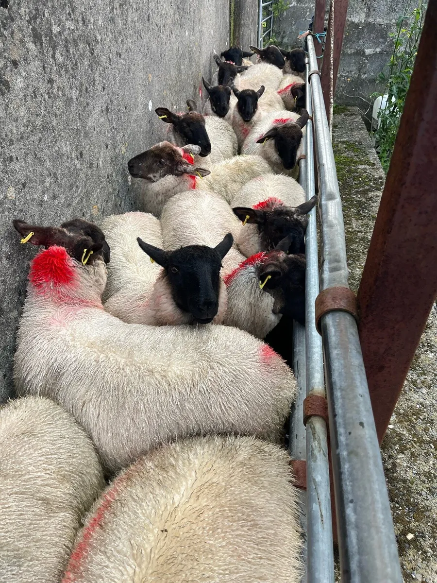 Sheep - Image 1