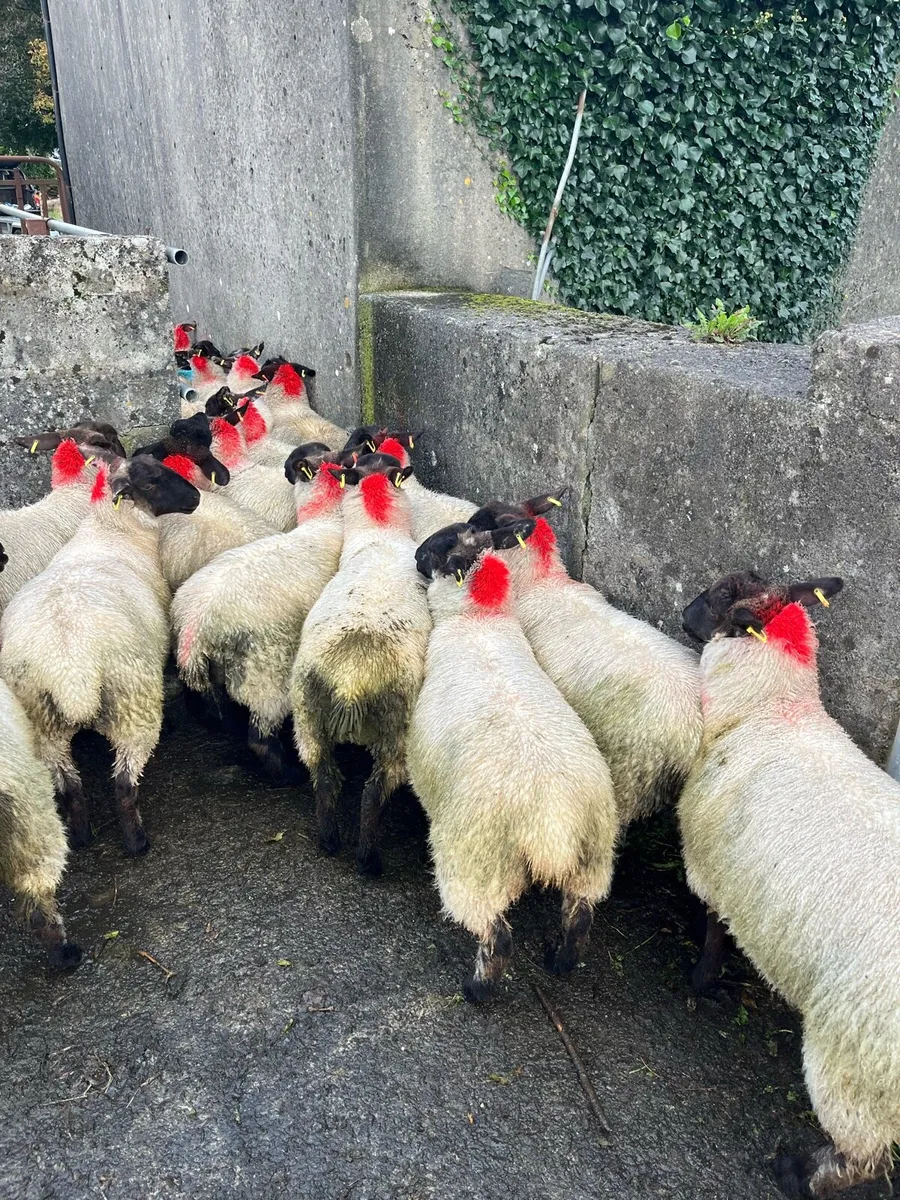Sheep - Image 2