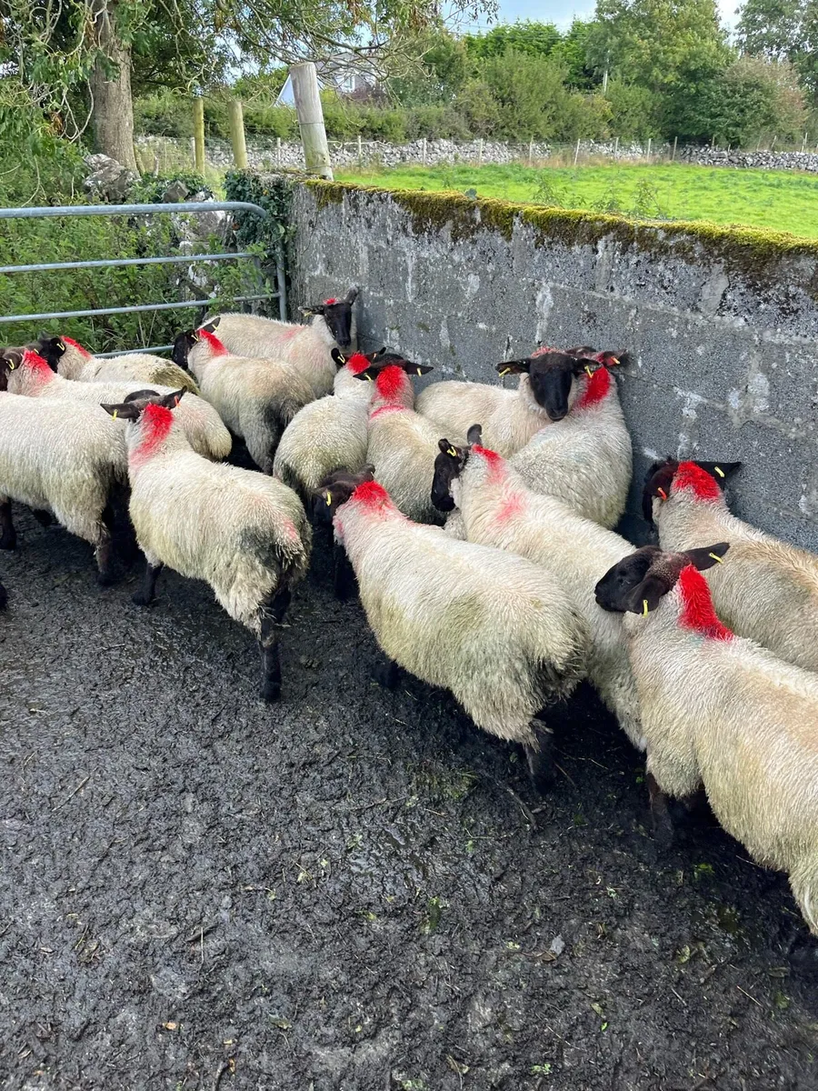 Sheep - Image 3