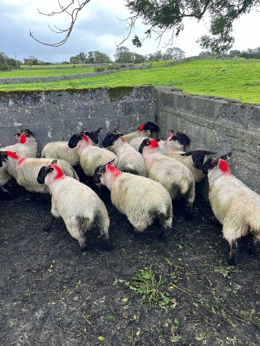 Sheep - Image 4
