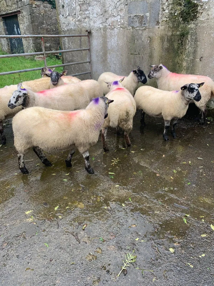 Hoggets - Image 1