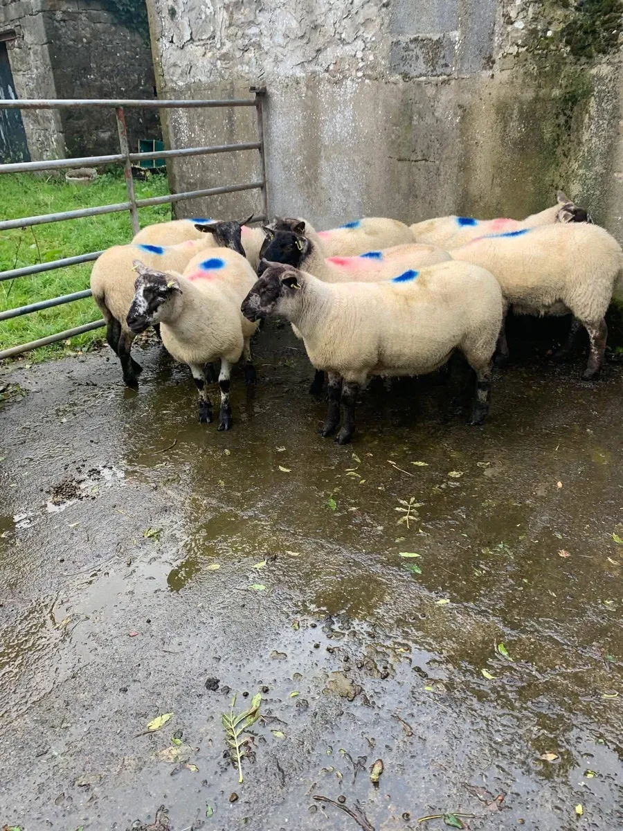 Hoggets - Image 2