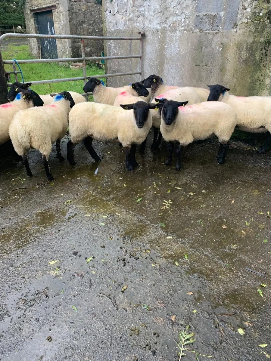 Hoggets - Image 4